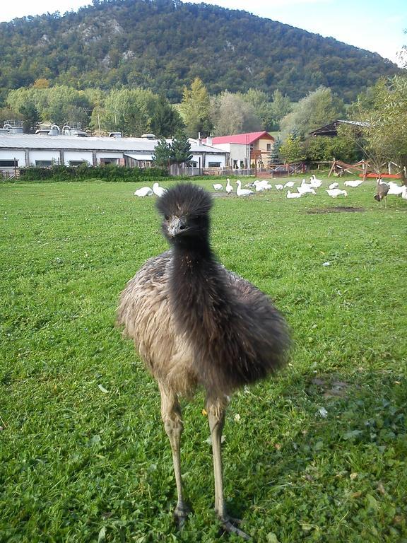 فندق Penzion Drienovkou Považská Bystrica المظهر الخارجي الصورة